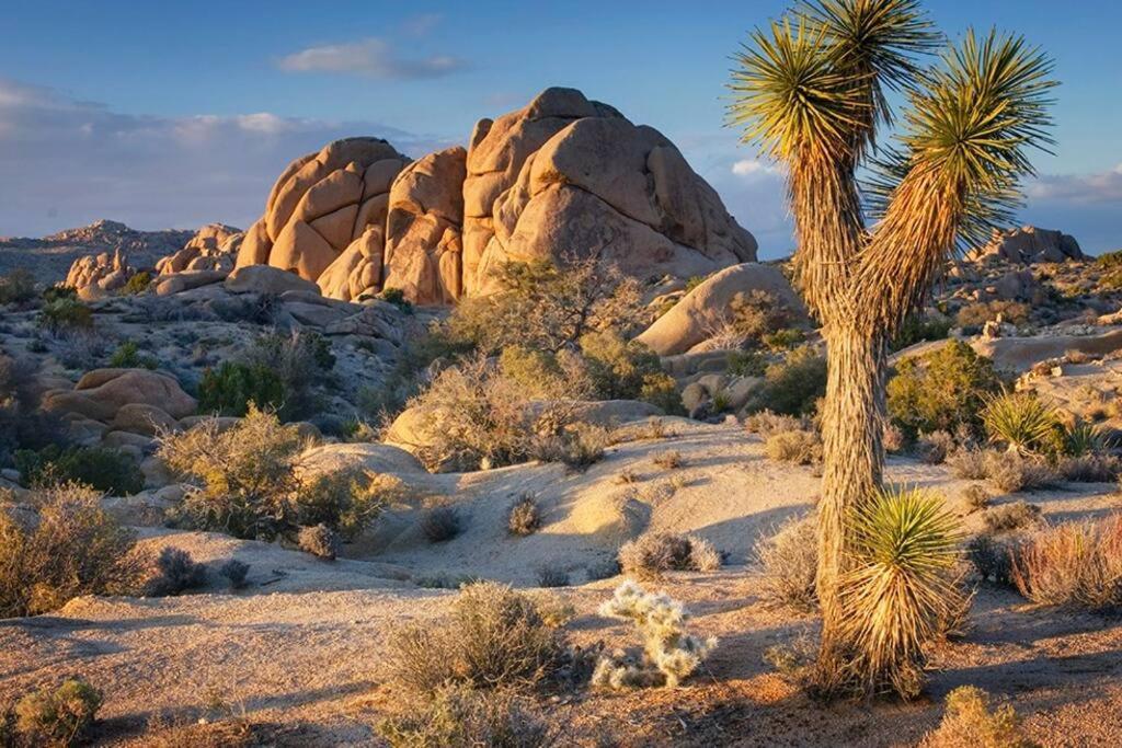 Butterfly House: A Tranquil Haven In Joshua Tree Villa Dış mekan fotoğraf